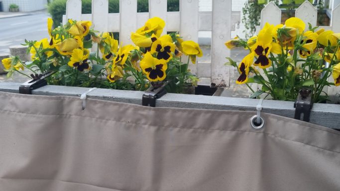 Frühjahrs-Balkon-Blumen